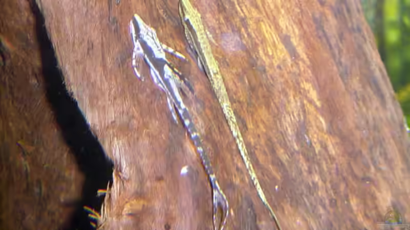 Besatz im Aquarium The Lago Azul Obsolete von The_Lizardking (25)