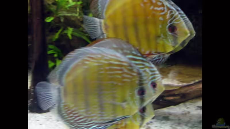 Besatz im Aquarium The Lago Azul Obsolete von The_Lizardking (44)