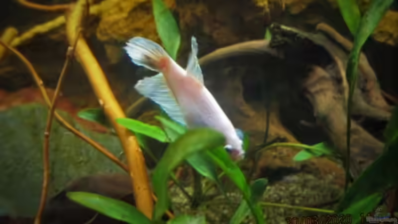 Besatz im Aquarium The Meadow -aufgelöst- von okefenokee (22)