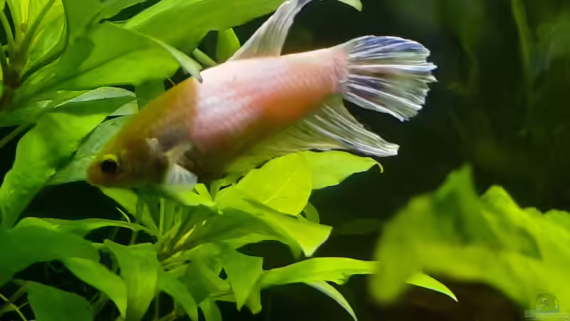 Besatz im Aquarium The Meadow -aufgelöst- von okefenokee (26)