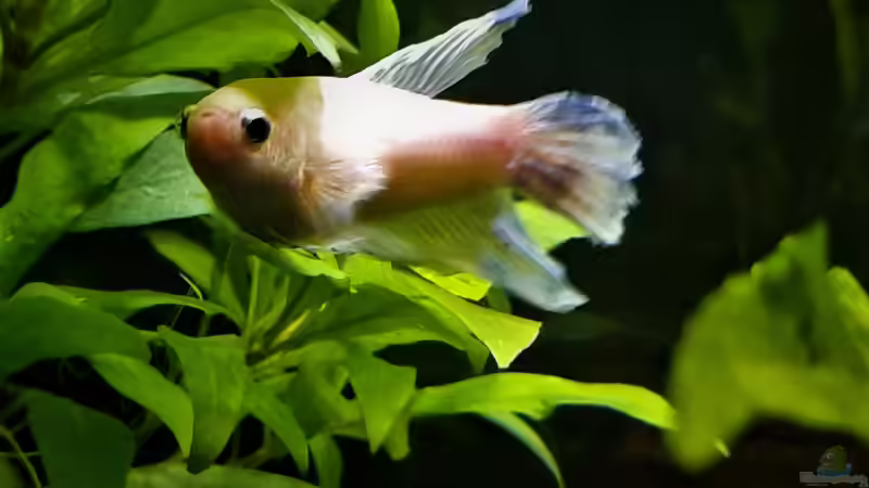 Besatz im Aquarium The Meadow -aufgelöst- von okefenokee (27)