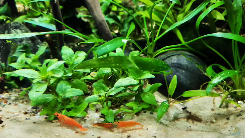 Besatz im Aquarium The Meadow -aufgelöst- von okefenokee (28)