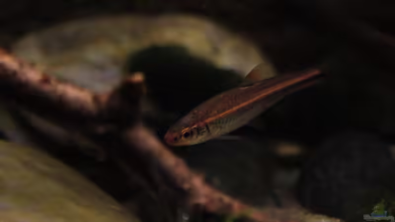 Besatz im Aquarium The Mountain Stream von Florian Bandhauer (57)