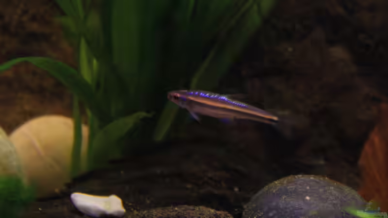 Besatz im Aquarium The Mountain Stream von Florian Bandhauer (58)