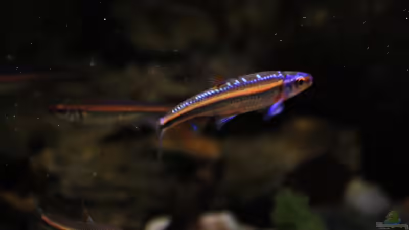 Besatz im Aquarium The Mountain Stream von Florian Bandhauer (60)