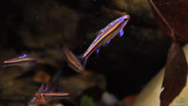 Besatz im Aquarium The Mountain Stream von Florian Bandhauer (61)