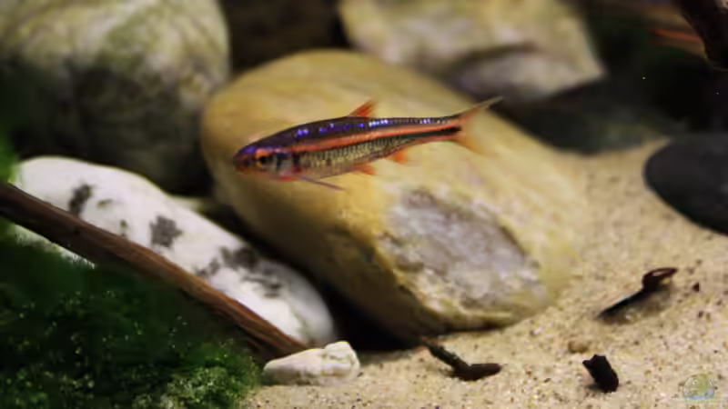 Besatz im Aquarium The Mountain Stream von Florian Bandhauer (62)