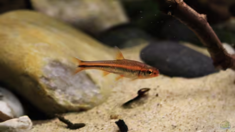 Besatz im Aquarium The Mountain Stream von Florian Bandhauer (63)