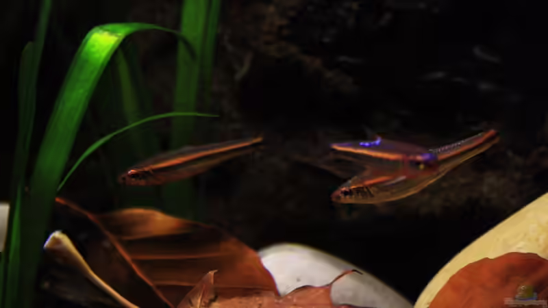 Besatz im Aquarium The Mountain Stream von Florian Bandhauer (66)