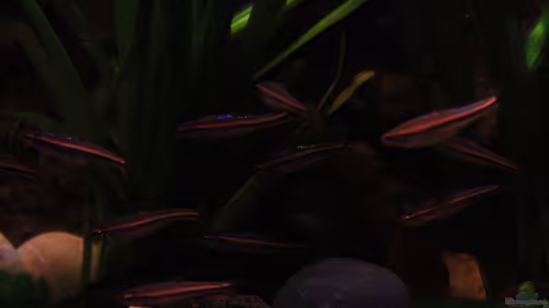 Besatz im Aquarium The Mountain Stream von Florian Bandhauer (69)