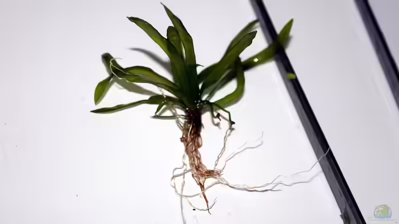 Besatz im Aquarium The Peruvian von Falk (43)