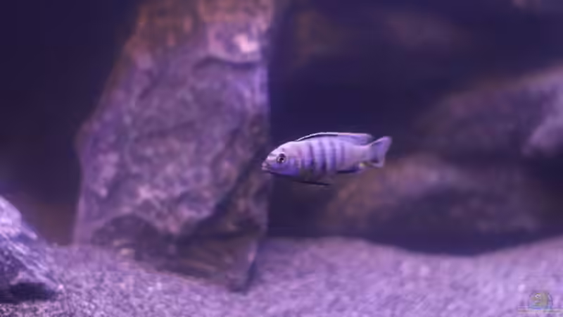 Besatz im Aquarium The Rock von Sergio10 (17)