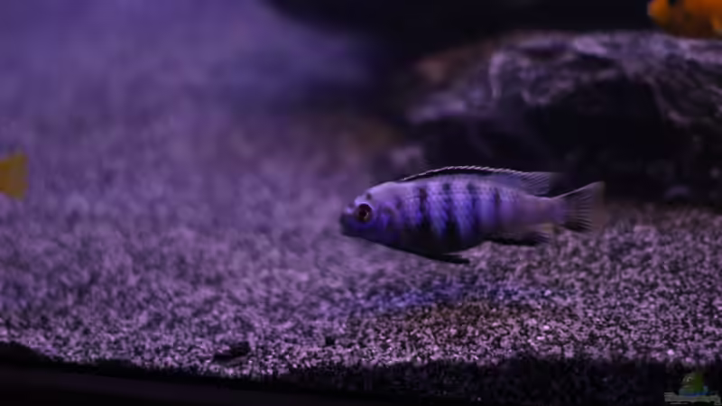 Besatz im Aquarium The Rock von Sergio10 (19)