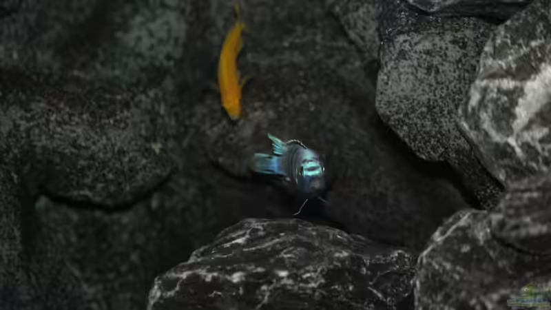 Besatz im Aquarium The Rock von Sergio10 (24)