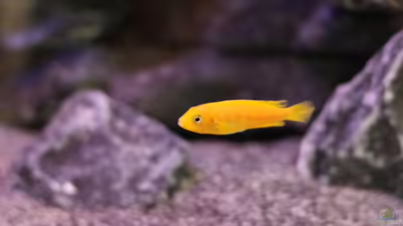 Besatz im Aquarium The Rock von Sergio10 (27)