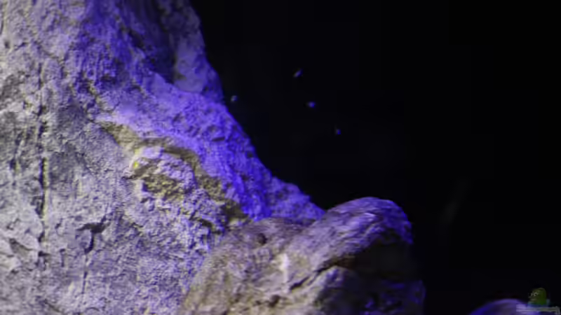 Besatz im Aquarium The Tanganyika Junior High, aufgelöst von The Pictus catfish (16)