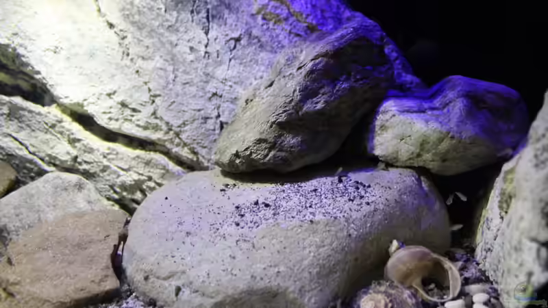 Besatz im Aquarium The Tanganyika Junior High, aufgelöst von The Pictus catfish (17)