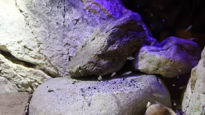 Besatz im Aquarium The Tanganyika Junior High, aufgelöst von The Pictus catfish (19)