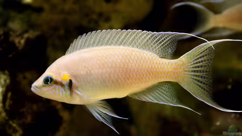 Besatz im Aquarium The Wall von HeikoS (10)