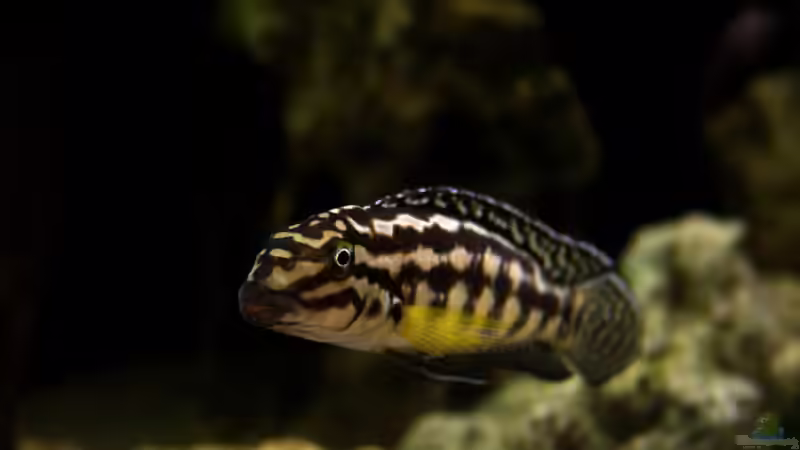 Besatz im Aquarium The Wall von HeikoS (11)