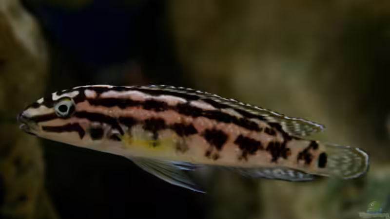 Besatz im Aquarium The Wall von HeikoS (12)