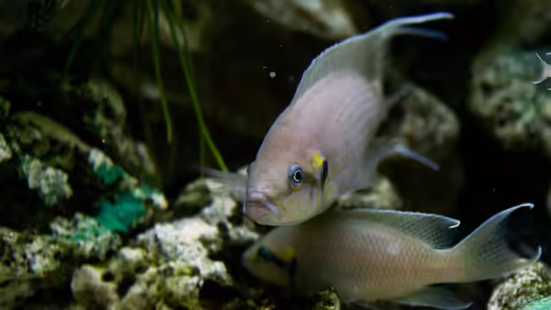 Besatz im Aquarium The Wall von HeikoS (14)