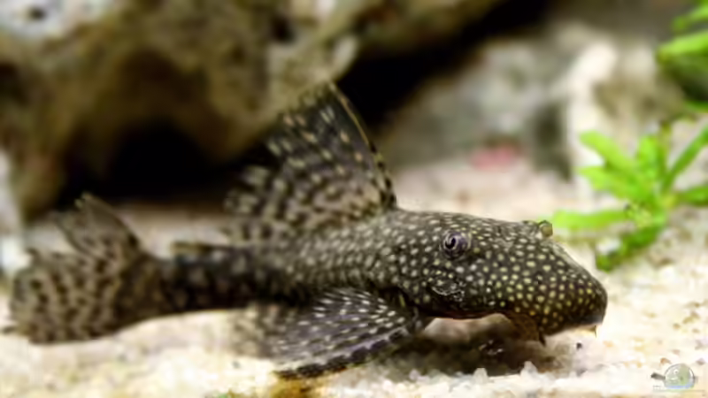 Besatz im Aquarium The Wall von HeikoS (15)