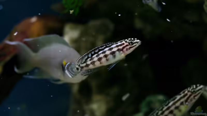 Besatz im Aquarium The Wall von HeikoS (16)