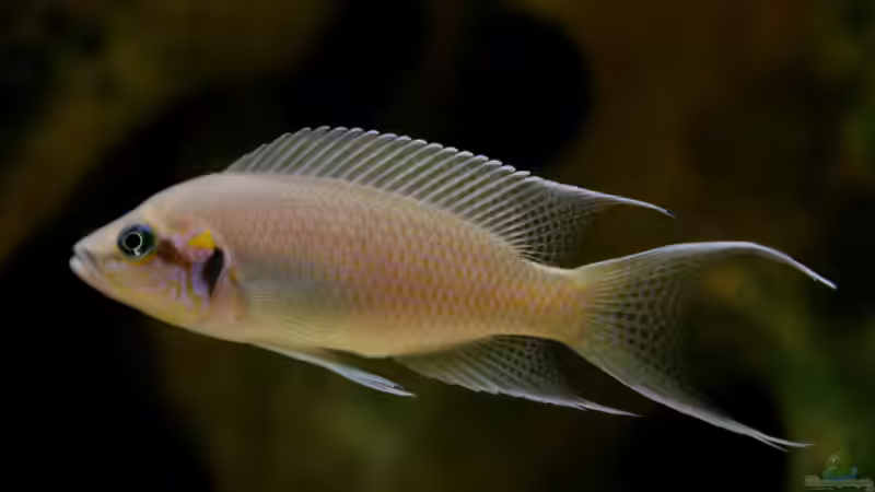 Besatz im Aquarium The Wall von HeikoS (18)