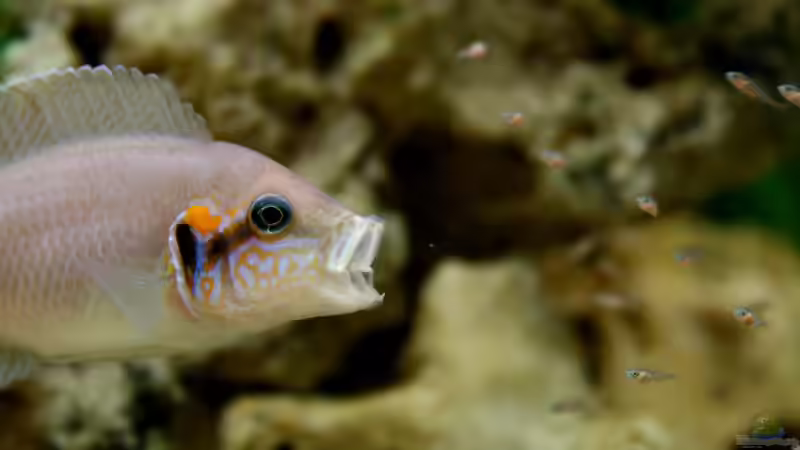 Besatz im Aquarium The Wall von HeikoS (8)