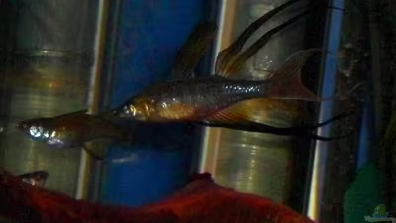 Besatz im Aquarium The Wild Beginning (nur noch als Beispiel) von Dominik (24)