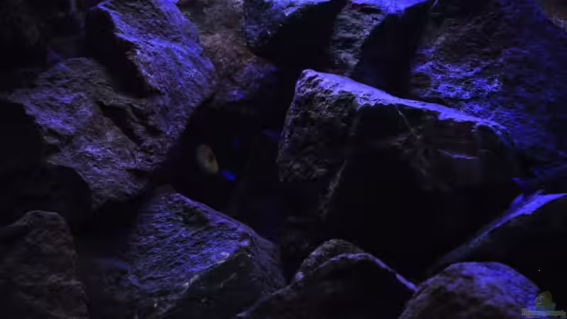 Besatz im Aquarium The World of Malawi Mbunas von Florian Bandhauer (42)