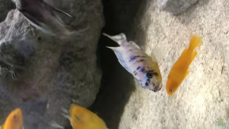 Besatz im Aquarium Theatre of stones von Marius88 (5)