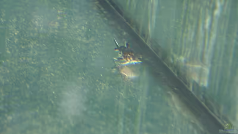 Besatz im Aquarium Thüri 13 von exodus73 (25)