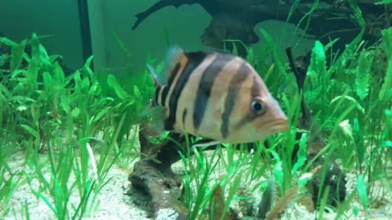 Besatz im Aquarium Tigers, Dragons &amp; Snakeheads - Beispiel von stomar6 (20)