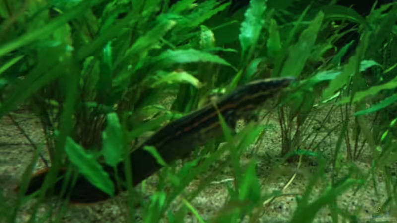 Besatz im Aquarium Tigers, Dragons &amp; Snakeheads - Beispiel von stomar6 (21)