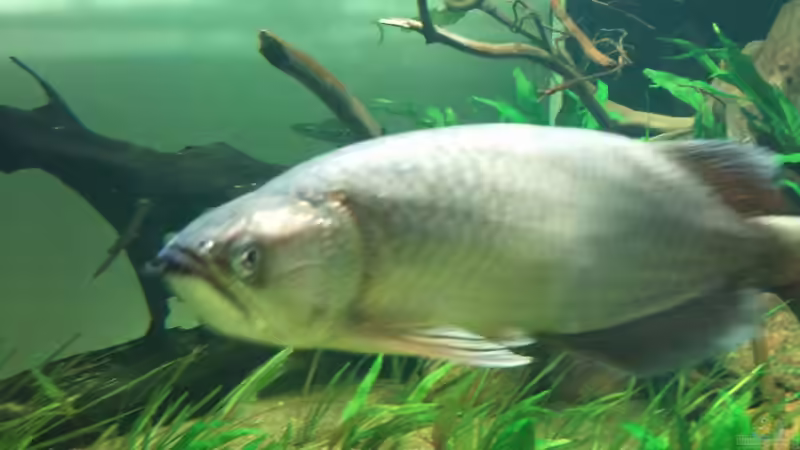 Besatz im Aquarium Tigers, Dragons &amp; Snakeheads - Beispiel von stomar6 (23)