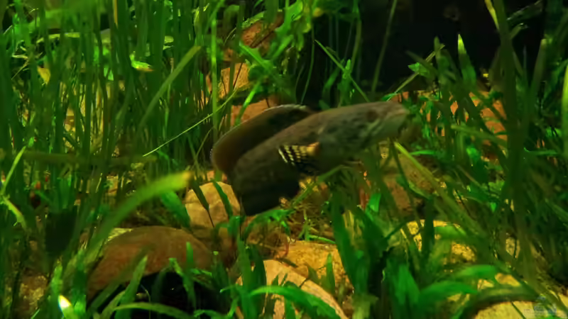 Besatz im Aquarium Tigers, Dragons &amp; Snakeheads - Beispiel von stomar6 (24)