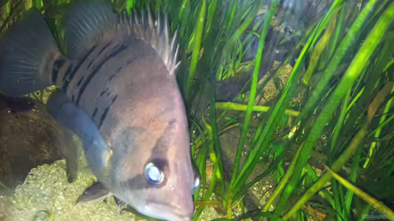 Besatz im Aquarium Tigers, Dragons &amp; Snakeheads - Beispiel von stomar6 (25)