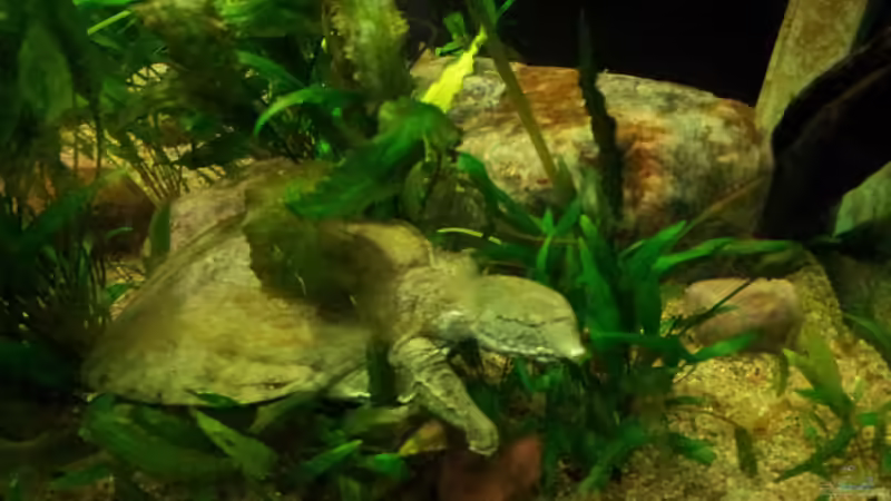 Besatz im Aquarium Tigers, Dragons &amp; Snakeheads - Beispiel von stomar6 (27)