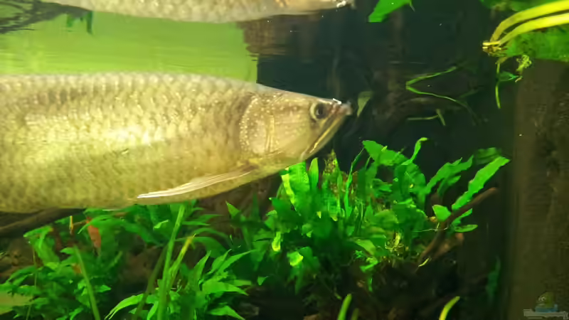 Besatz im Aquarium Tigers, Dragons &amp; Snakeheads - Beispiel von stomar6 (28)