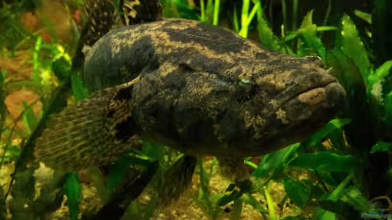 Besatz im Aquarium Tigers, Dragons &amp; Snakeheads - Beispiel von stomar6 (31)