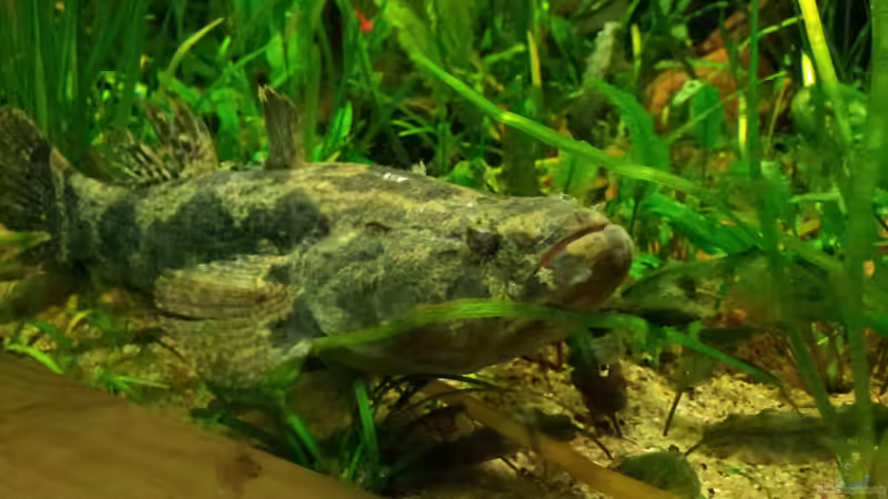 Besatz im Aquarium Tigers, Dragons &amp; Snakeheads - Beispiel von stomar6 (32)