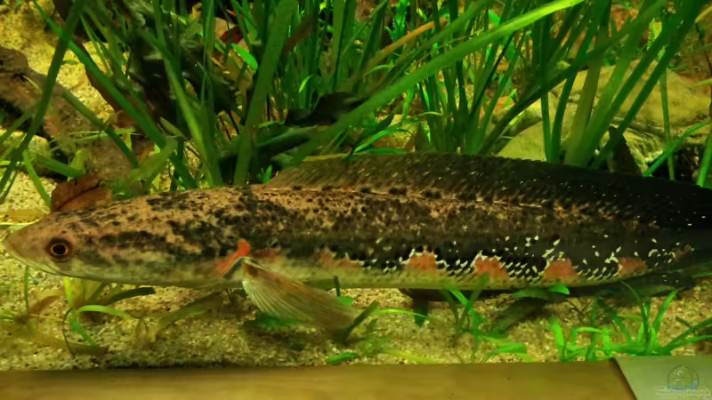 Besatz im Aquarium Tigers, Dragons &amp; Snakeheads - Beispiel von stomar6 (33)