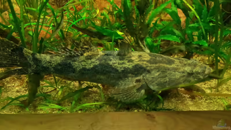 Besatz im Aquarium Tigers, Dragons &amp; Snakeheads - Beispiel von stomar6 (34)