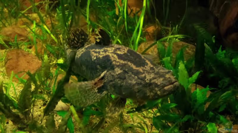 Besatz im Aquarium Tigers, Dragons &amp; Snakeheads - Beispiel von stomar6 (35)