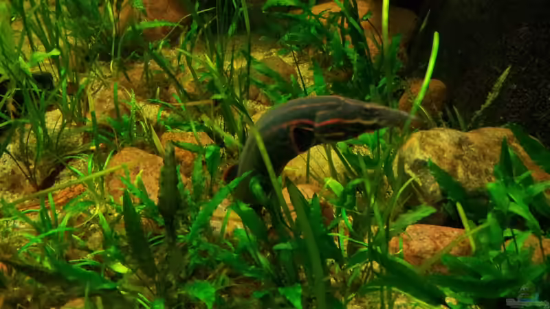 Besatz im Aquarium Tigers, Dragons &amp; Snakeheads - Beispiel von stomar6 (36)