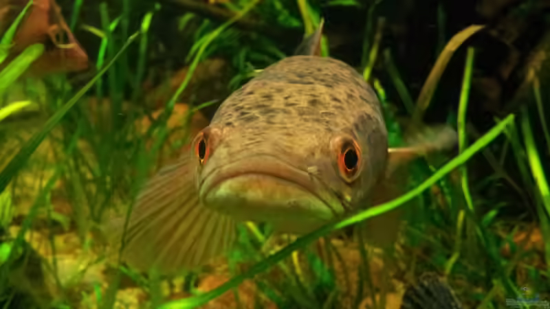 Besatz im Aquarium Tigers, Dragons &amp; Snakeheads - Beispiel von stomar6 (37)