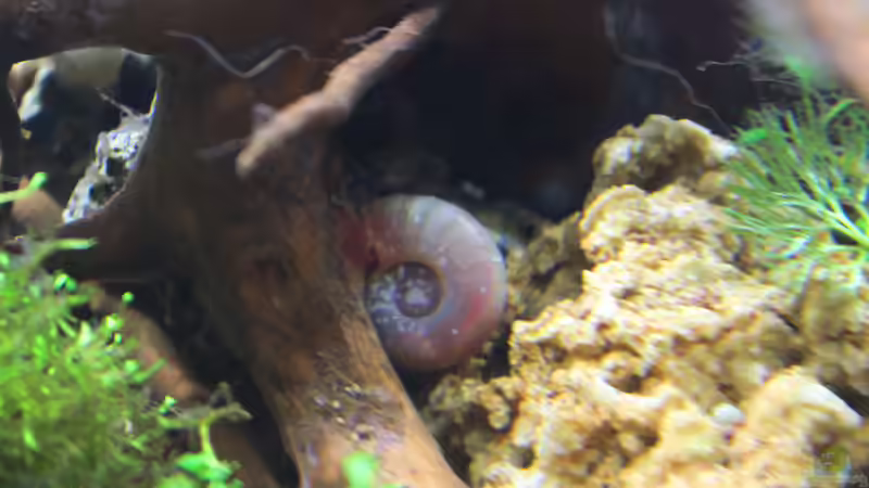 Besatz im Aquarium Tiny Green Nature von SouthAmerica (46)