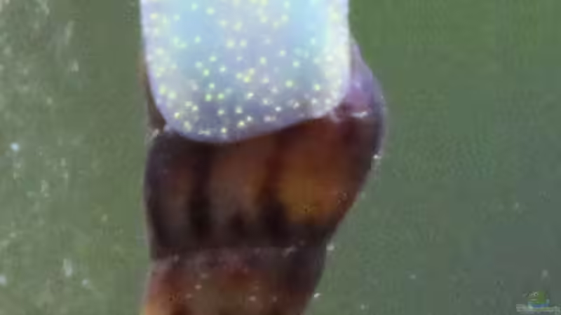 Besatz im Aquarium Tiny Green Nature von SouthAmerica (48)